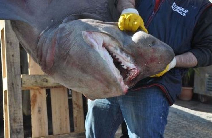 Enez de 2,5 metrelik köpek balığı!